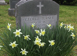 Daffodils on George Turners Grave
