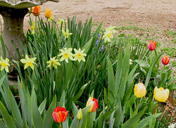 Daffodils and Tulips in the Bird bath