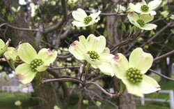 Dogwood on the tree on the side of the Church
