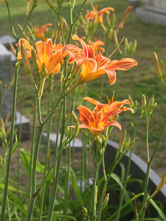 Day Lillies abound!