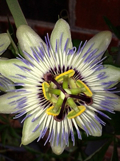 Eunice -Passion Flower