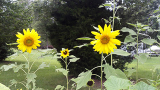 Sunflowers